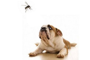 Pappataci e cani